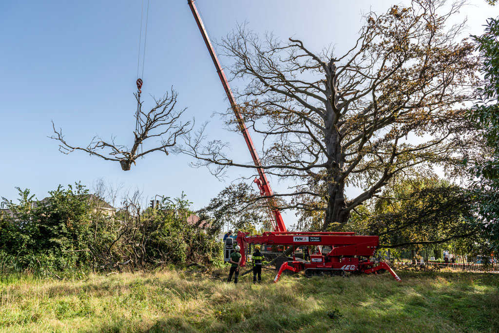 entenproject solitaire bruine beuk