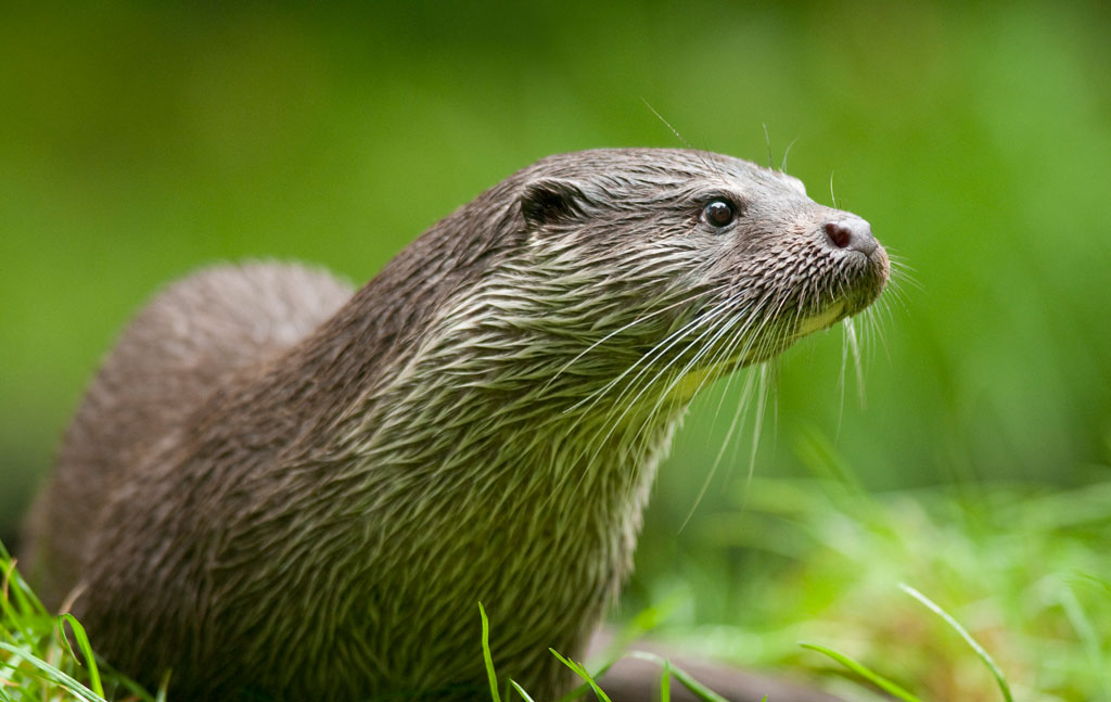 otter (foto: Ronald Messemaker)
