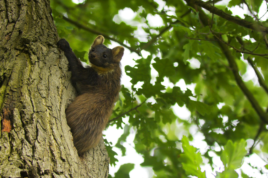foto: De Linie - boommarter (© Paul Vercauteren)